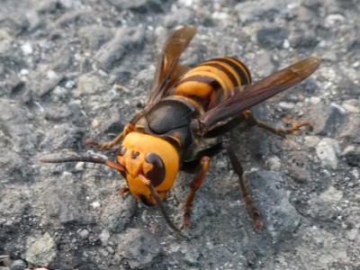 蜂レスキュー茨城｜蜂の巣駆除・スズメバチ